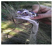 Palm Beach County Snake Removal