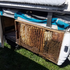 beehive removal palm beach county